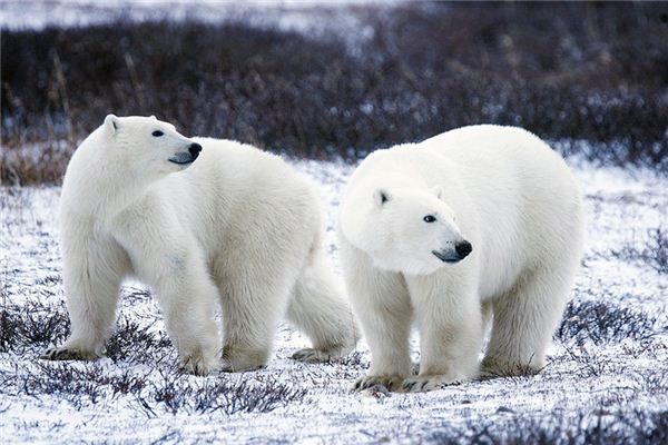 梦见北极熊是什么预兆,梦见北极熊是什么意思