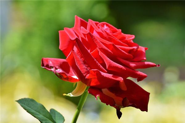 梦见红玫瑰是什么预兆,梦见红玫瑰是什么意思